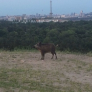 Sau auf dem Teufelsberg mit Funkturm im Hintergrund