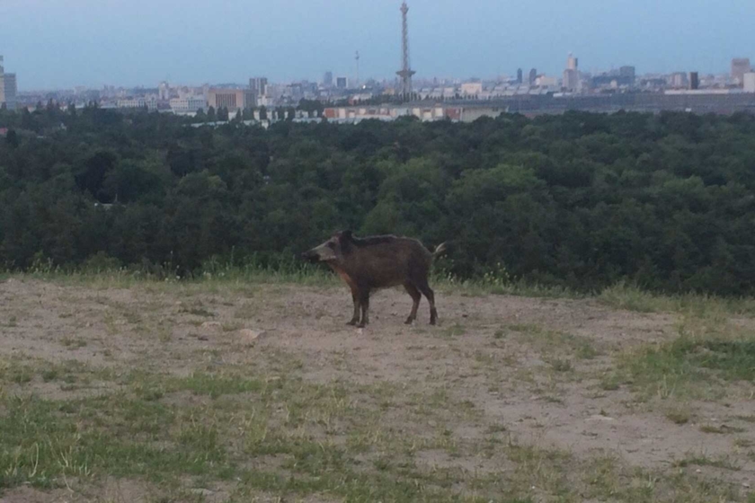 Sau auf dem Teufelsberg mit Funkturm im Hintergrund